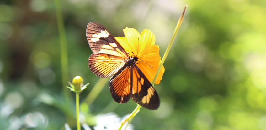 Osasco_1547142569_[19]